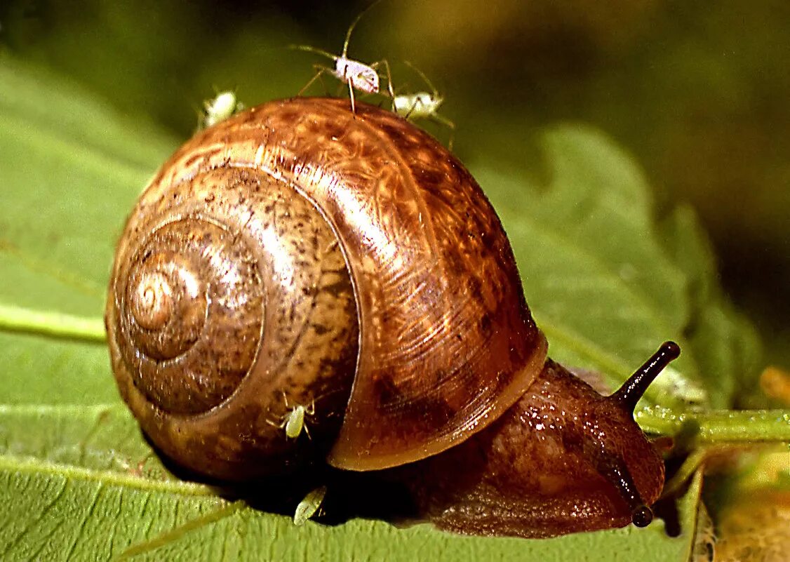 улитка. брюхоногие моллюски слизни. амфибия улитка. люцерновая улитка. дикие улитки.