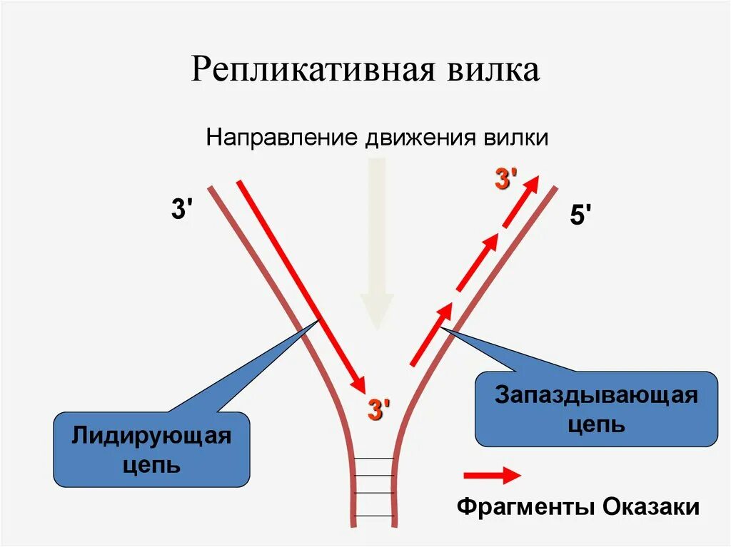 Какой цифрой на схеме обозначена репликационная вилка Репликативная вилка днк: найдено 90 картинок