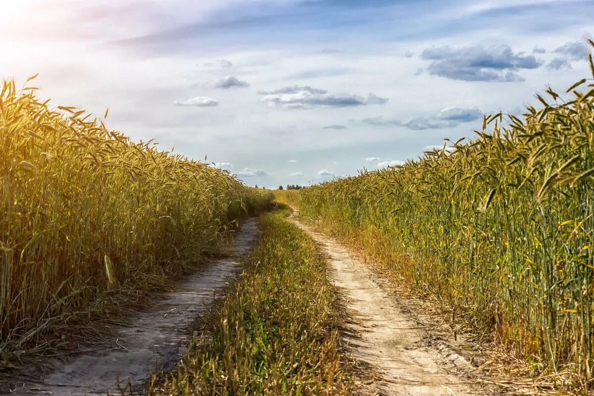 Человек в поле ржи. Желтеющая нива. Рука в поле с пшеницей. Дорога шла через рожь. Проселочная дорога поле пшеницы.