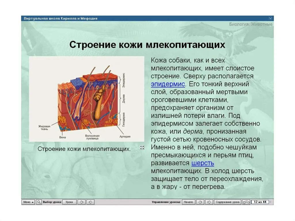 Кожа у птиц тонкая. Строение кожи. Строение кожи животных. Строение кожного Покрова млекопитающих. Строение кожи птиц.