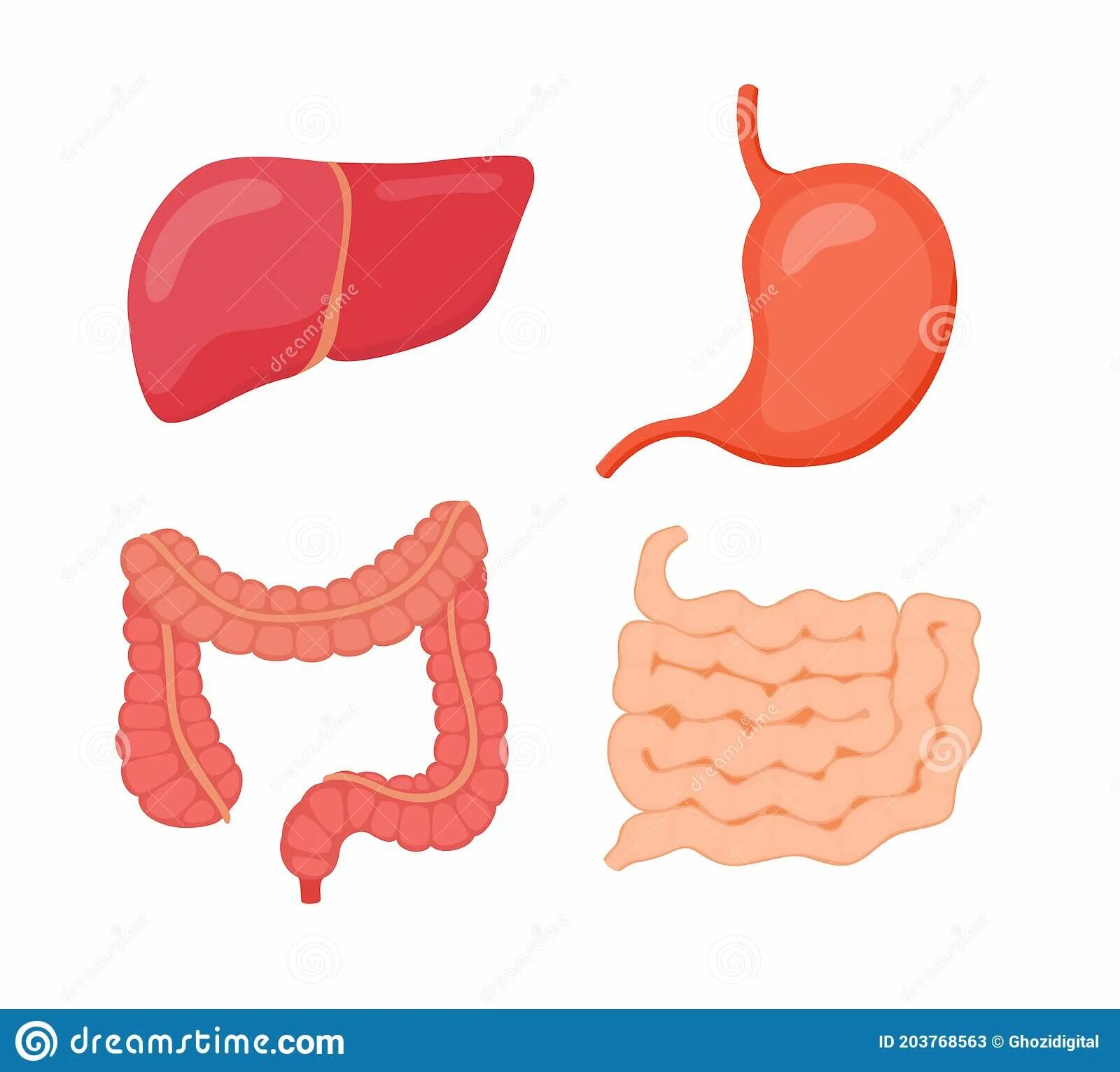 Органы желудок кишечник печень. Печень желудок кишечник. Кишечник вектор. Живот кишечник вектор.