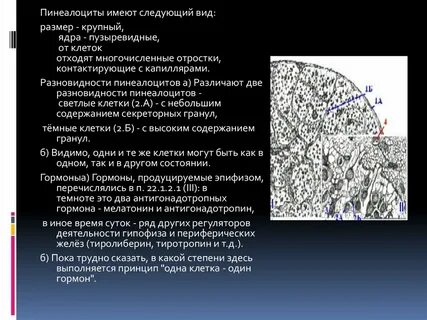 Периферическая железа