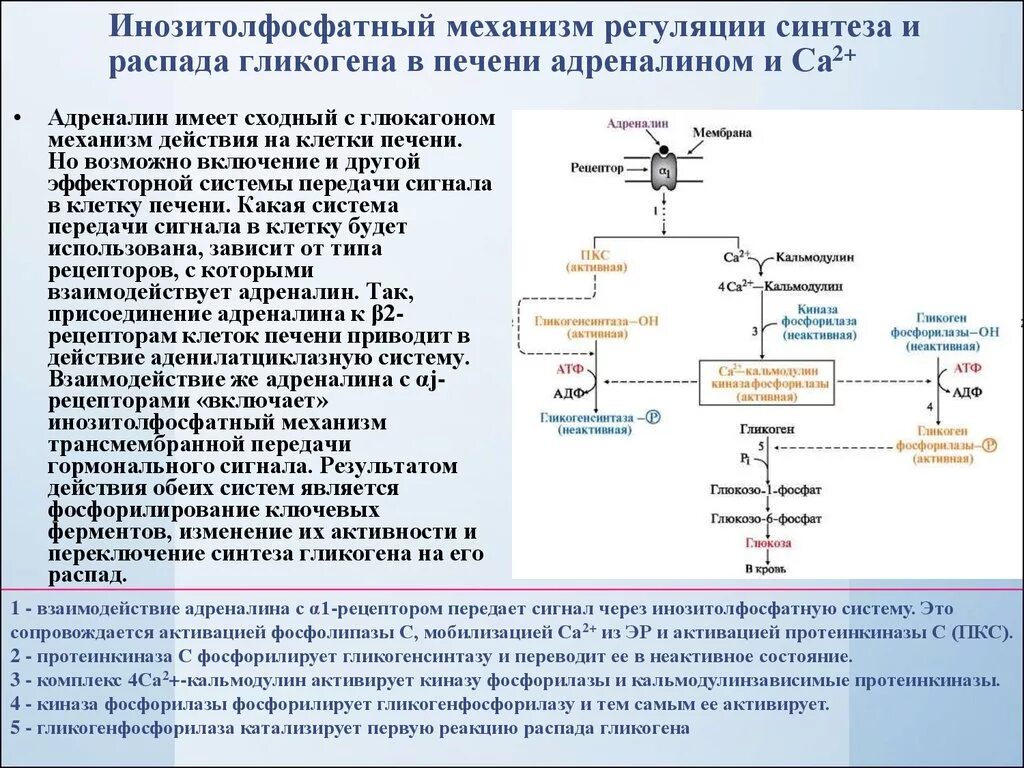 Соматотропин глюкагон. Распад гликогена биохимия схема. Синтез гликогена биохимия. Синтез и распад гликогена биохимия. Гликогенолиз (от гликогена до пировиноградной кислоты).