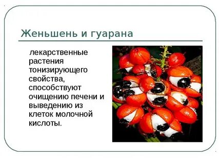 Гуарана что это такое и для чего