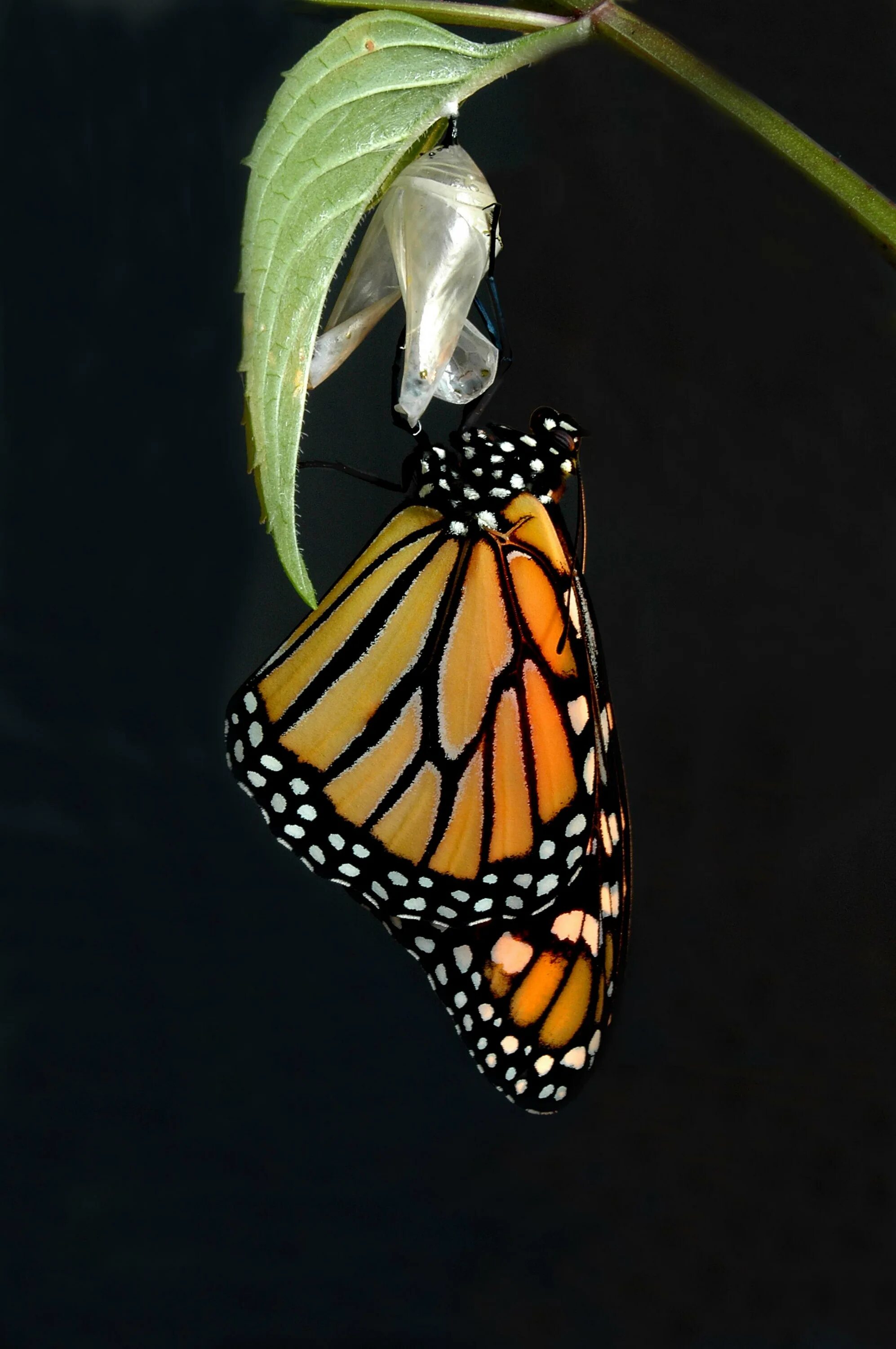 Changes butterfly