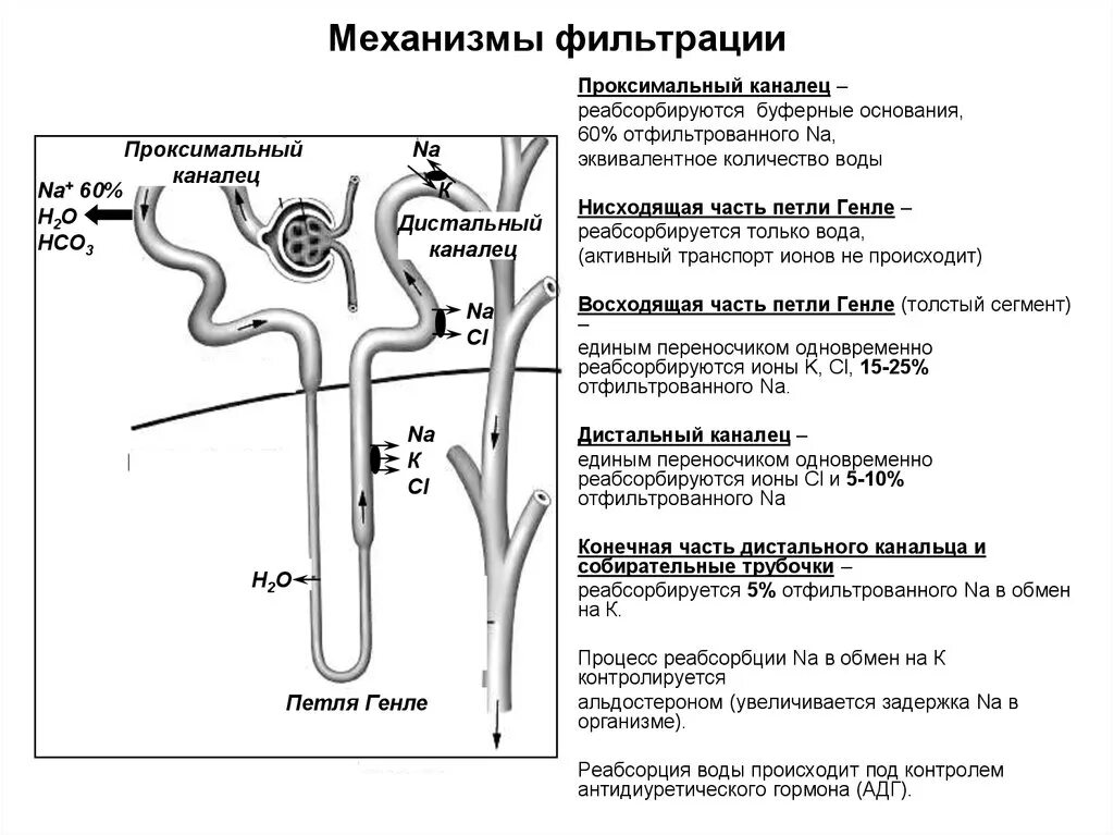 Какой процесс происходит в канальцах нефрона. Механизм клубочковой фильтрации физиология. Механизм фильтрации в почках. Фильтрационный механизм почки. Клубочковая фильтрация процесс механизм.