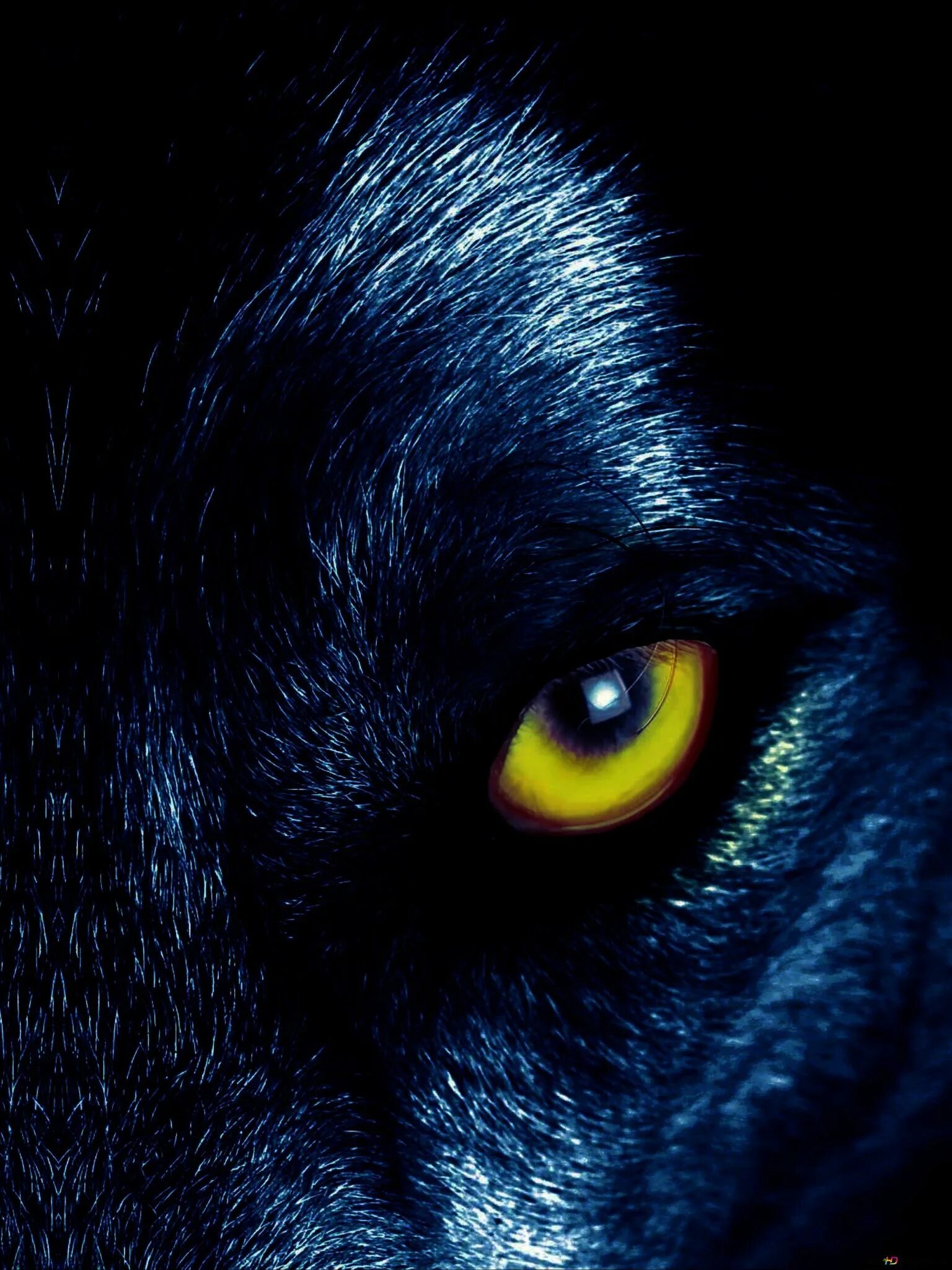 Волк светятся глаза. Глаз волка. Взгляд волка. Злые глаза волка. Волк с желтыми глазами.