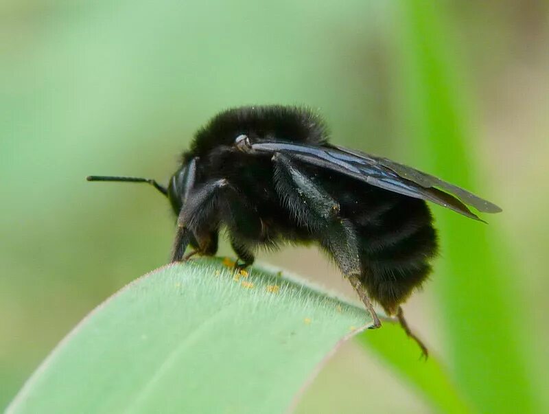 Черное насекомое похожее. Bombus atratus. Шершень плотник. Шмель краснобрюхий. Шмель подземный - Bombus subterraneus.