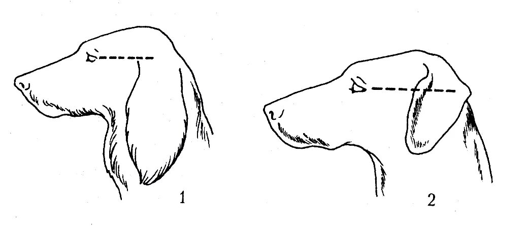 Сколько у собаки ушей. Форма шеи у собак. Постав ушей у собак. Полустоячие уши у собак.