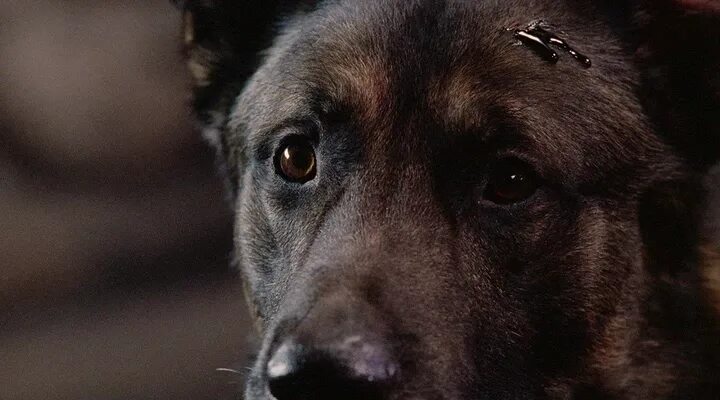 свора 2006 отзывы