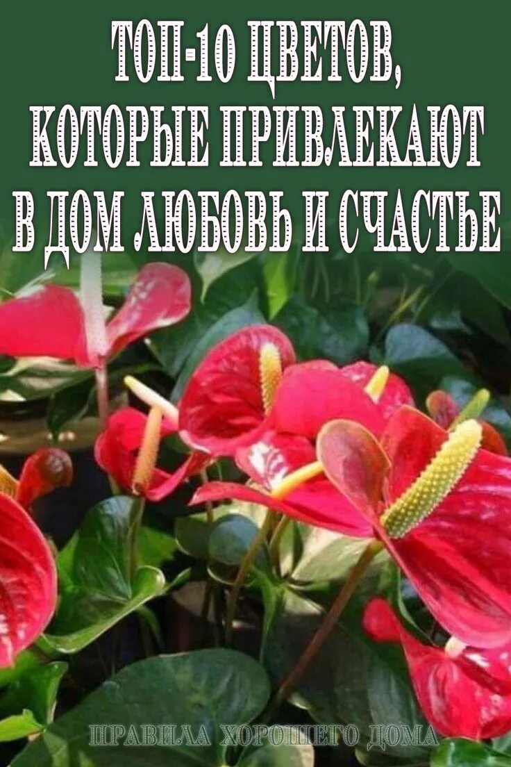 Цветы в доме приносящие удачу. Комнатные растения счастья. Комнатные цветы приносящие удачу. Цветы приносящие счастье и любовь. Цветок который приносит счастье в дом.