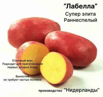 Сорта красной картошки