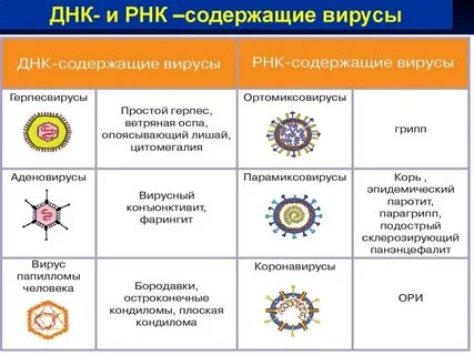 Днк содержащие вирусы примеры