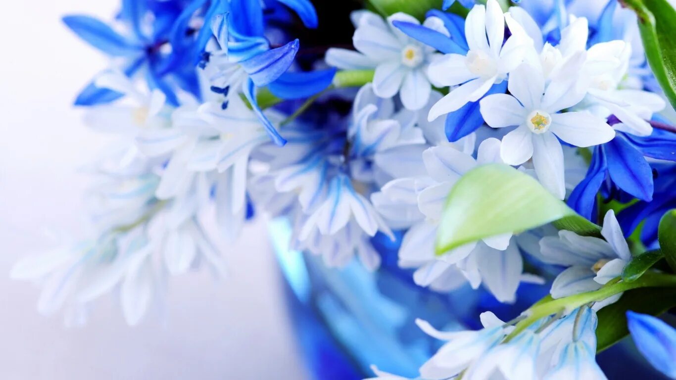 Голубое и зеленое читать. Нежные весенние цветы. Синие цветочки. Цветочек голубой. Синие весенние цветы.