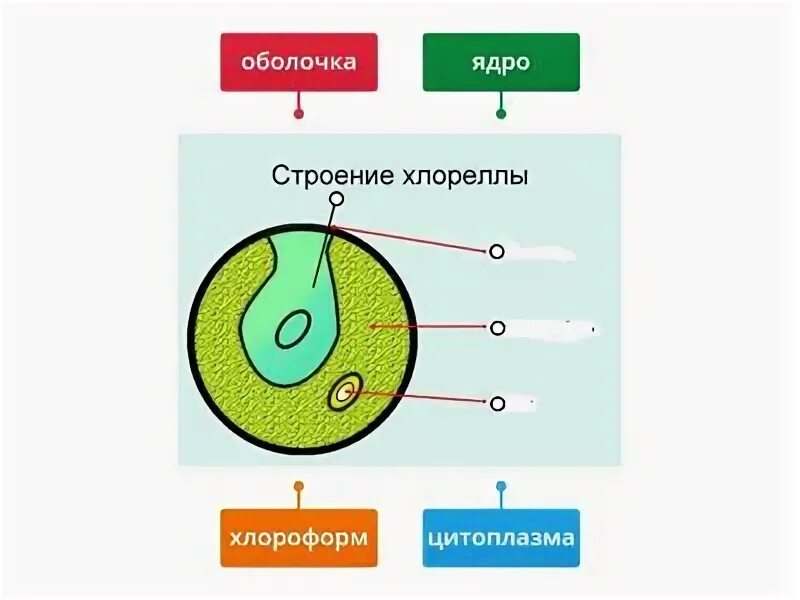 Строение хлореллы. Хлорелла водоросль строение. Хлорелла строение клетки. Хлорелла биология строение. Мембрана хлореллы строение.