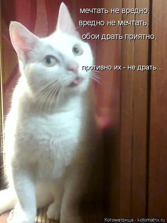 Не вредно. Мечтать не вредно. мечтать не вредно вредно. мечтать не вредно юмор. мечтать не вредно прикол.