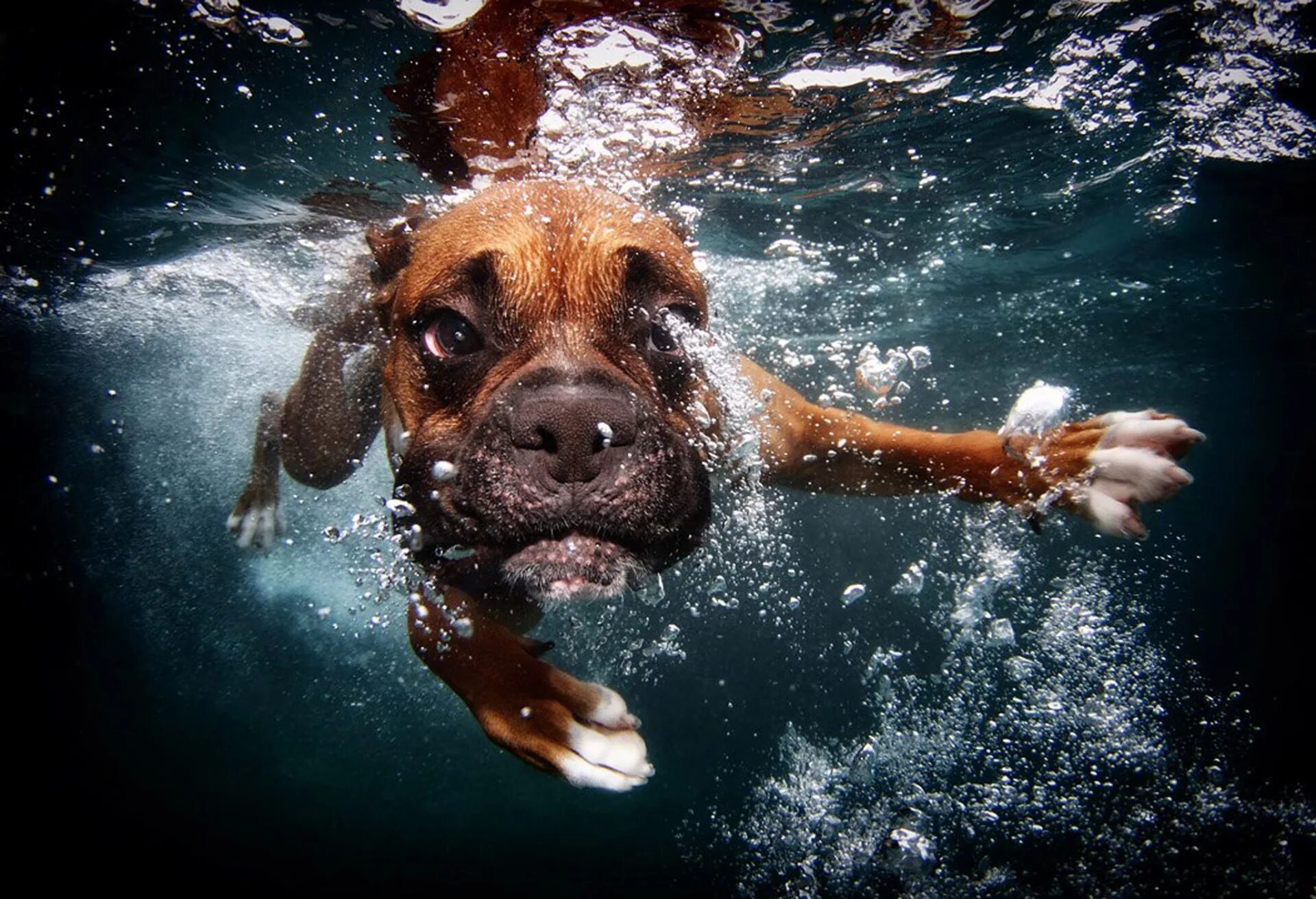 Быстро устаю в воде. Seth casteel. фотограф сет кастил. животные под водой. собака в воде.
