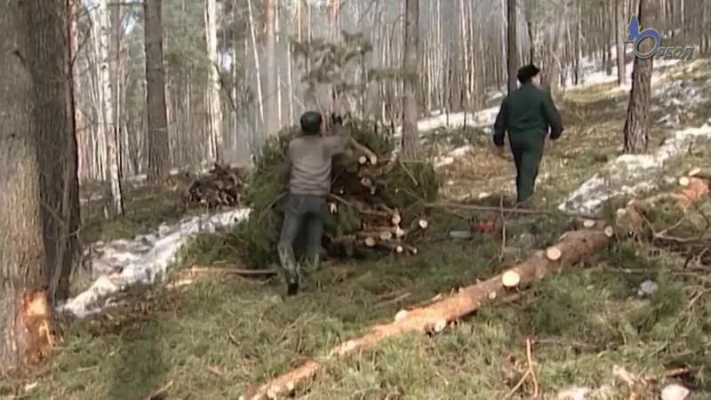 Валежник в лесу. Сбор валежника в лесу. Расчистка леса от сухостоя. Приспособление для сбора валежника. Брать валежник в лесу