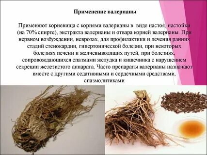 Признаки корневища