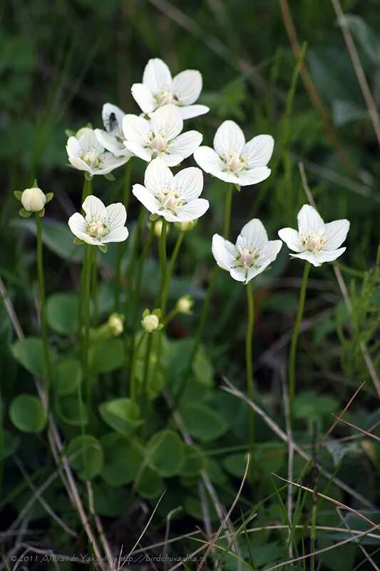 Белокрыльник болотный (calla palustris l. Нимфея белая сенсация. Белокрыльник обыкновенный. Белозор растение. Белозор болотный листья.