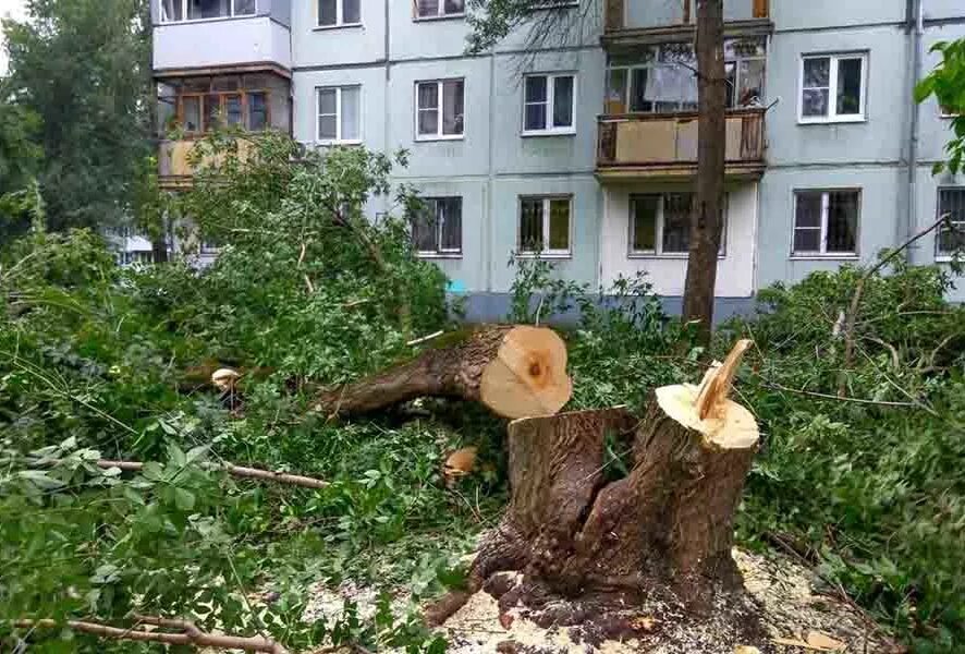 Спил придомовых деревьев. Спиленные деревья в городе. Спиленное дерево. Вырубка деревьев во дворе. Вырубка деревьев в городе.