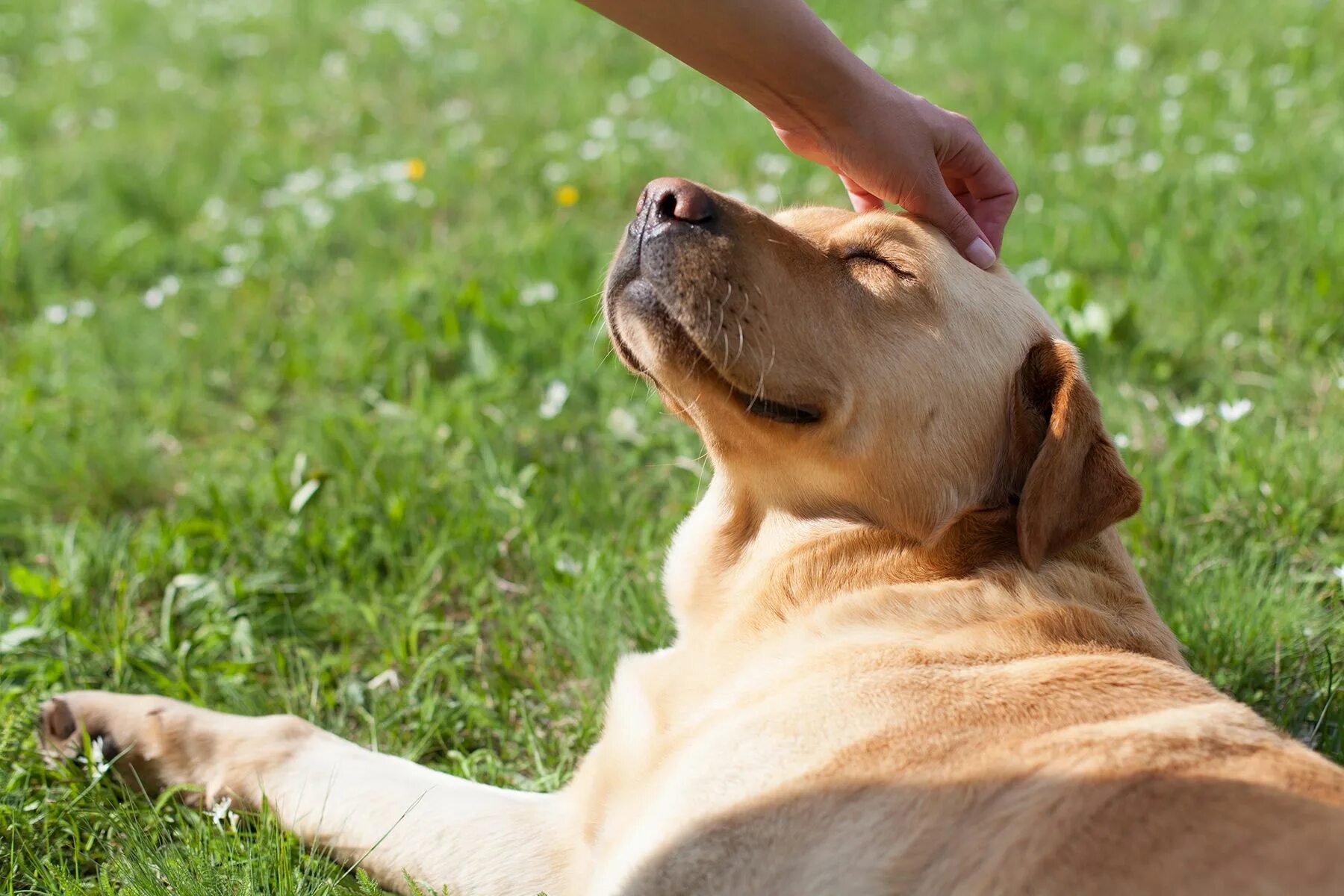 Гладит собаку. Счастливая собака. Собака ластится. Радостный щенок. Фото petting