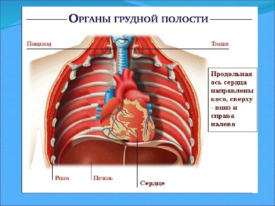 Органы вгруддной полости. Органы грудной клетки человека. Органы расположенные в грудной полости человека.