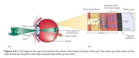 Visual system