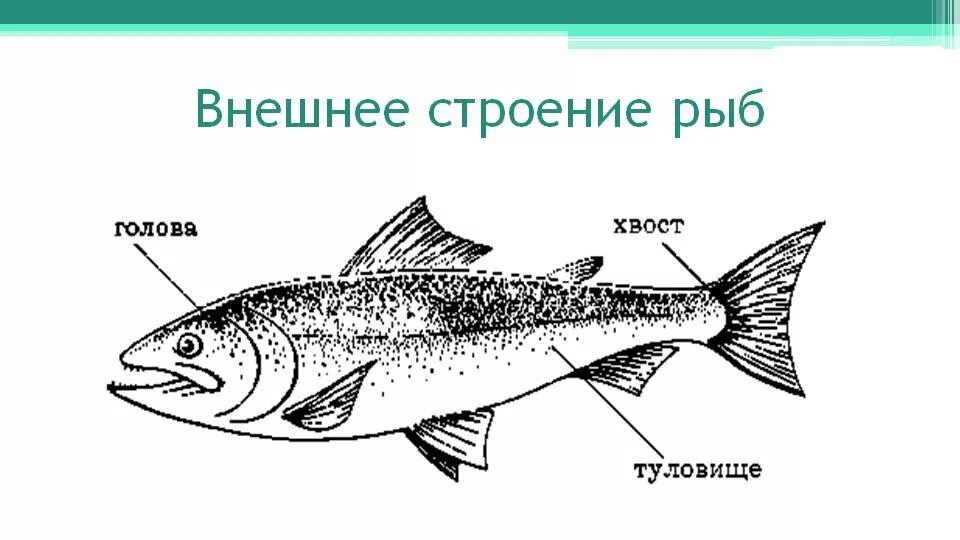 Отделы тела рыбы голова туловище хвост. Внешнее строение рыбы отделы. Строение рыбы схема 3 класс. Схема внешнего строения рыбы.