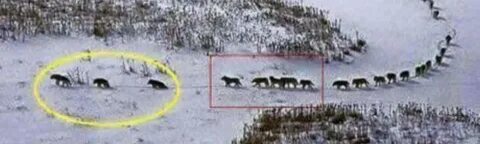 В стае в ту зиму ходила