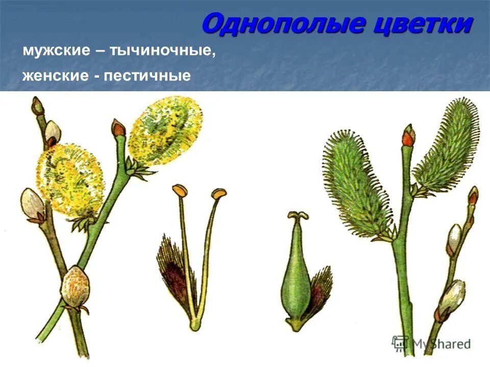 тычиночные соцветия