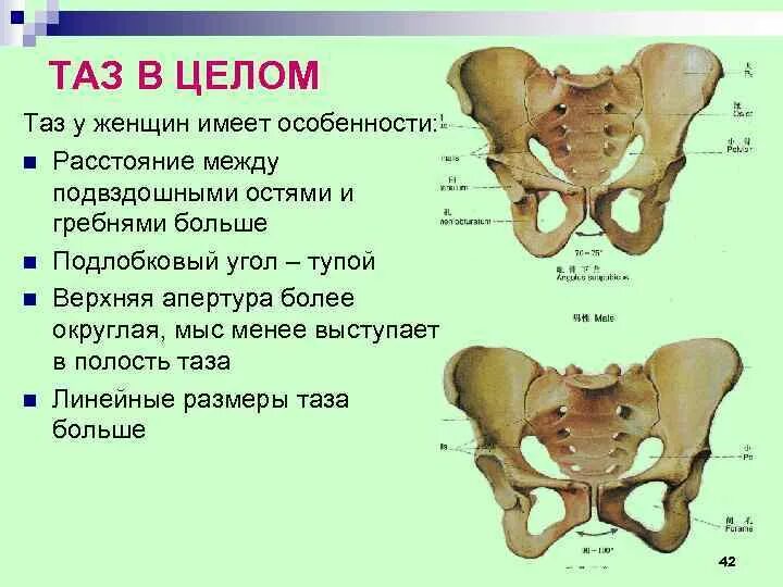 Подвздошная кость таза анатомия. Подвздошная кость женский таз кости. Лонная кость строение таза. Тазовые кости человека анатомия.