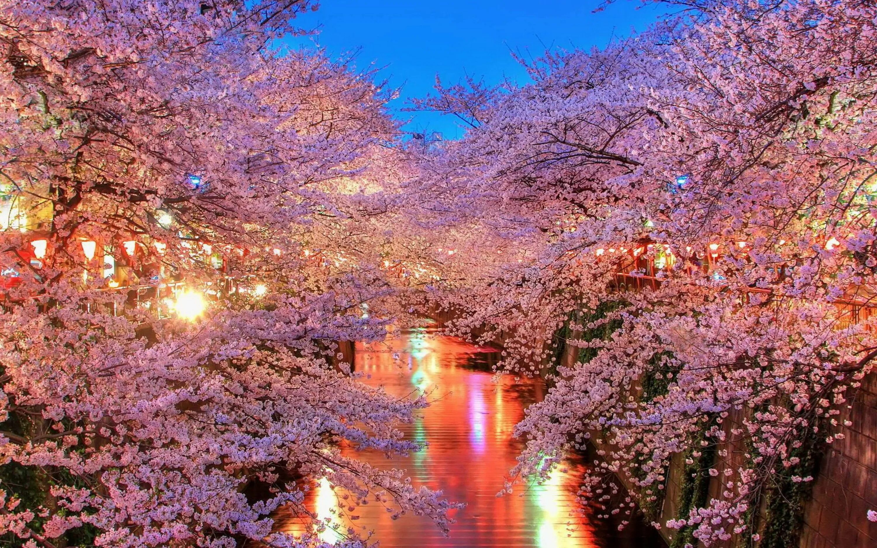 Сеул Сакура. Сакура черри блоссом. Черри блоссом в Токио. Йокогама Япония цветение Сакуры.