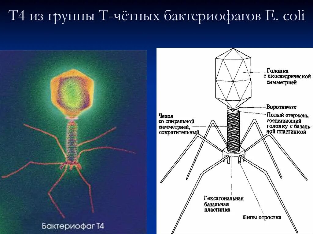 Строение бактериофага микробиология. Структура бактериофага микробиология. Строение вируса бактериофага т4. Бактериофаг т4 строение. Наследственный аппарат вируса формы жизни бактериофаги