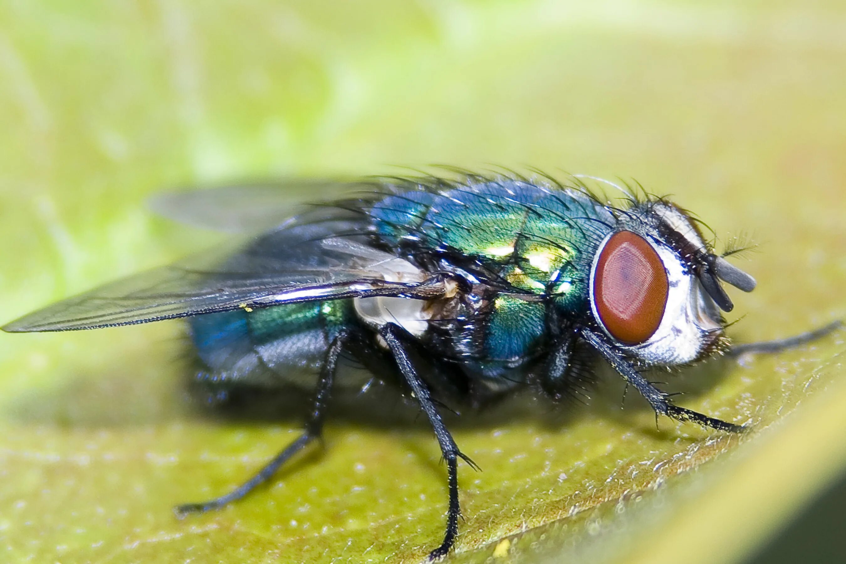 Fly green. Lucilia Caesar. Муха Lucilia Caesar).. Каллифорид Lucilia Муха. Огромная Муха.