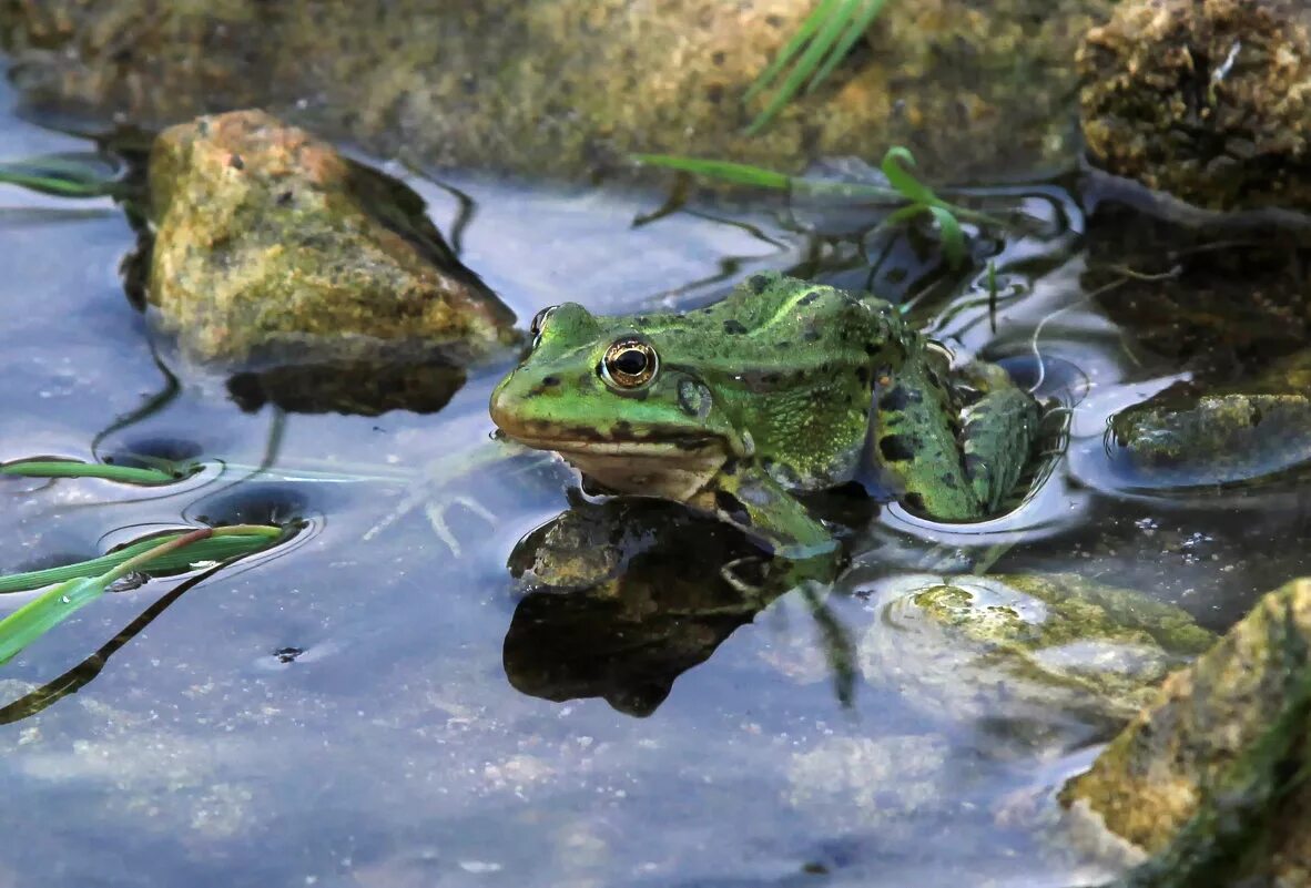 На чем сидит лягушка в болоте. Лягушка Болотная. Лягушка квакает. Лягушка на болоте. Речная жаба.