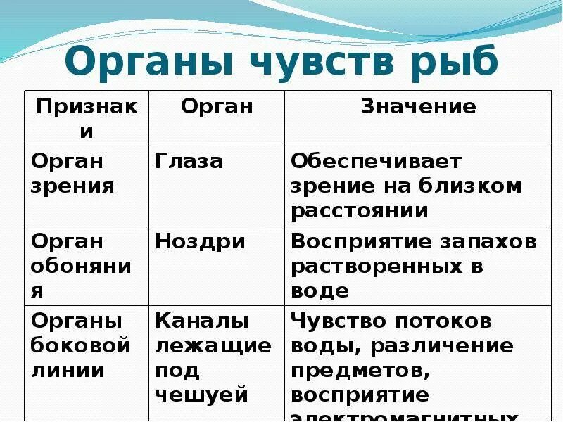 Внешнее строение рыб органы чувств. Органы чувств у рыб 7 класс биология. Органы чувств рыбы таблица 7 класс биология. Органы органов чувств у рыб. Группы рыб и их значение