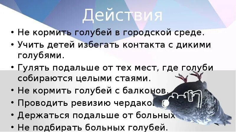 Что можно давать голубям. Чем кормить голубей. Рацион домашних голубей. Не кормите голубей.