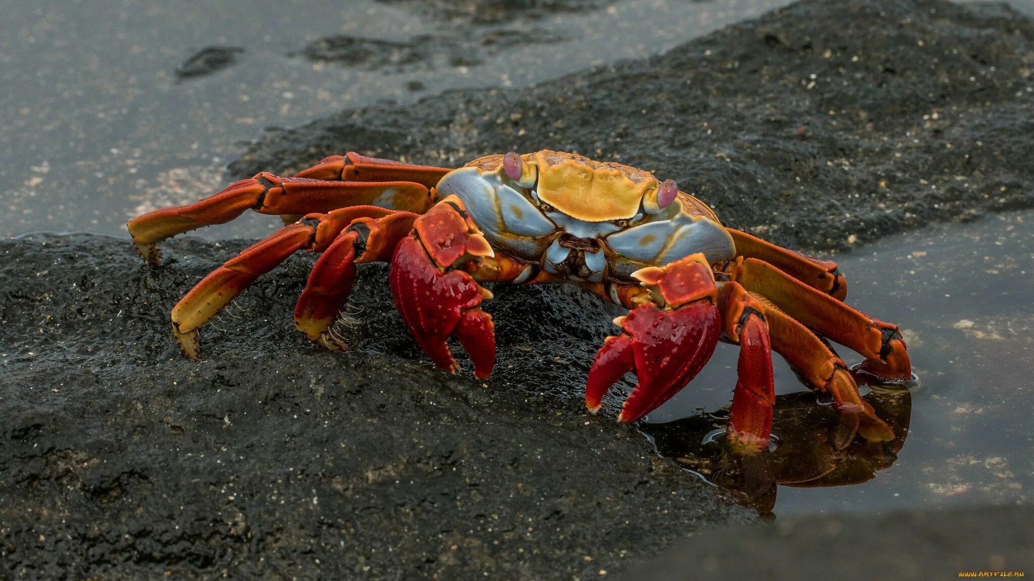 Мангровый краб. Sally Lightfoot Crab. Краб фото. ФОТОРАК И краб. Страна крабов