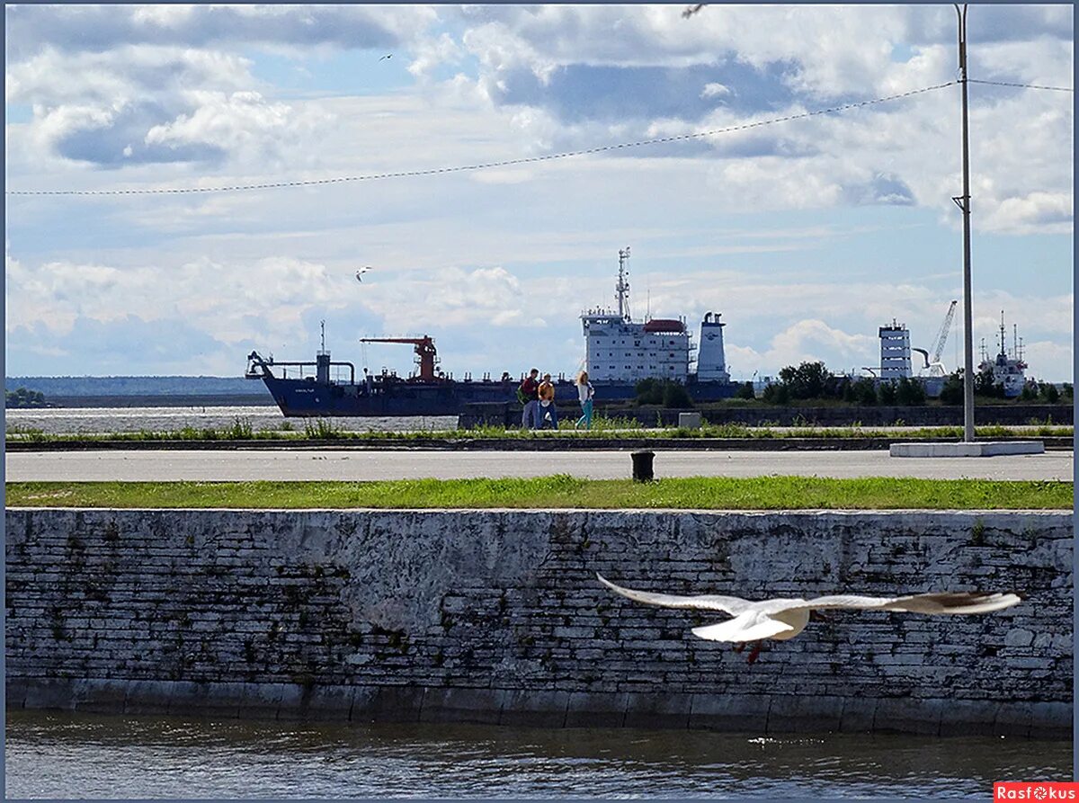 чайка кронштадт