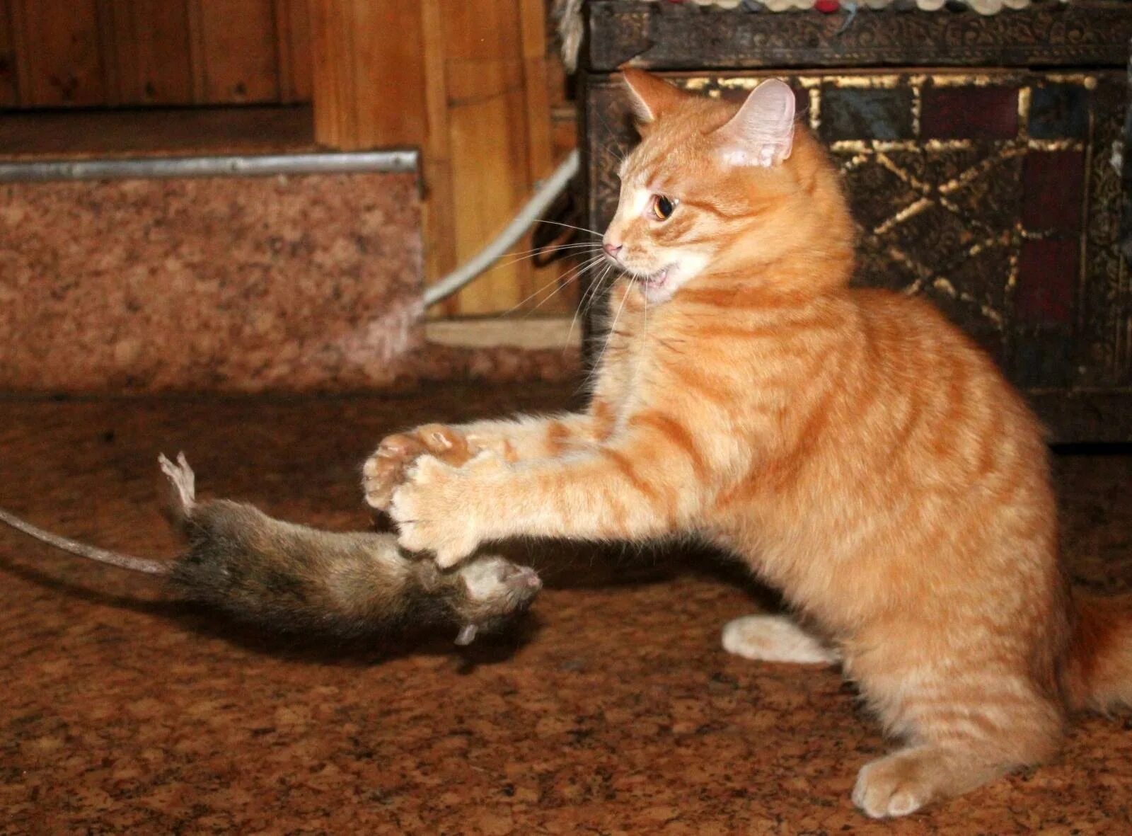 Кот Крысолов порода рыжий. Кошка крысоловка рыжая. Рыжий кот с мышью. Коты крысоловы рыжие. Котенок ловит мышей