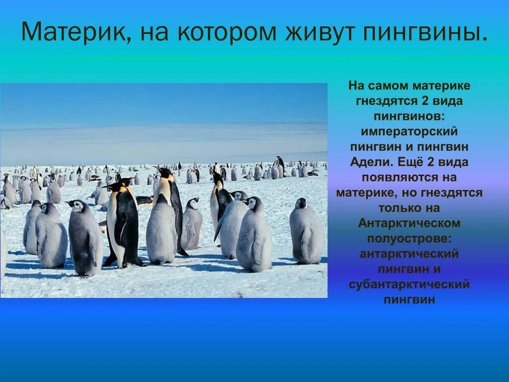 Где обитает пингвин материк. Материк на котором живет Пингвин. Где живёт Пингвин?. Пингвины живут. На каком материке живут пингвины.