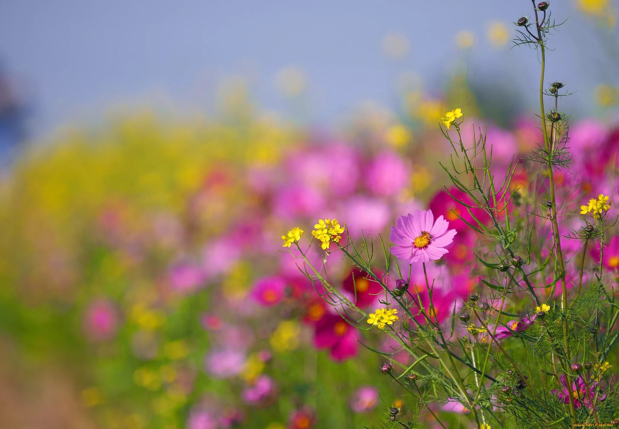 Лето цвет розовый. Летнее поле космея цветы. Космея Луговая. Цветы космея разнотравье. Летний луг цветы космея.