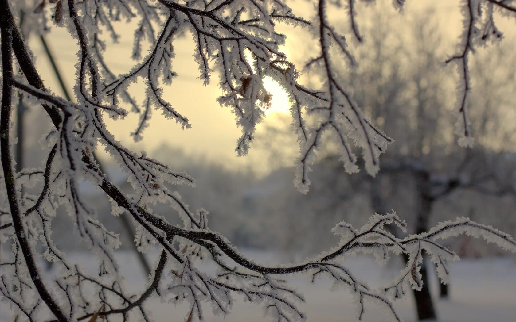 Зимние ветки деревьев. Заснеженная ветка. Ветки в снегу. Ветви деревьев зимой. Сугробы на ветках