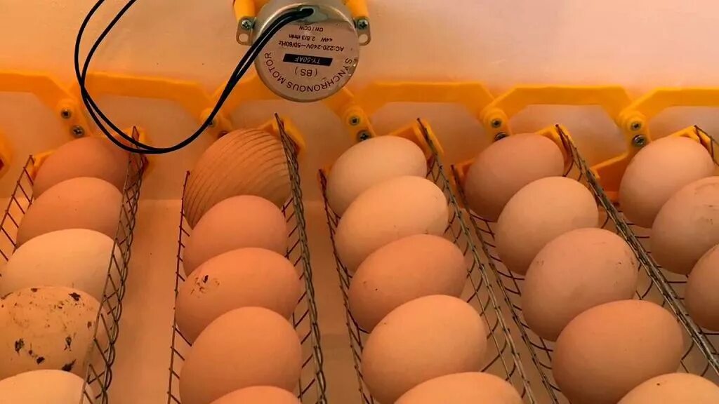Инкубация яиц в инкубаторе. Инкубатор Несушка 1000 яиц полностью автоматический. Ряба 36 инкубатор. Куриные яйца в инкубаторе.