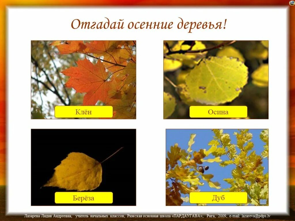 Какие отношения между осиной и усачем. Клён дуб. дуб береза клен. осина и клен отношения. осина и береза.