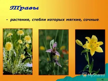 Мягкие стебли у каких растений