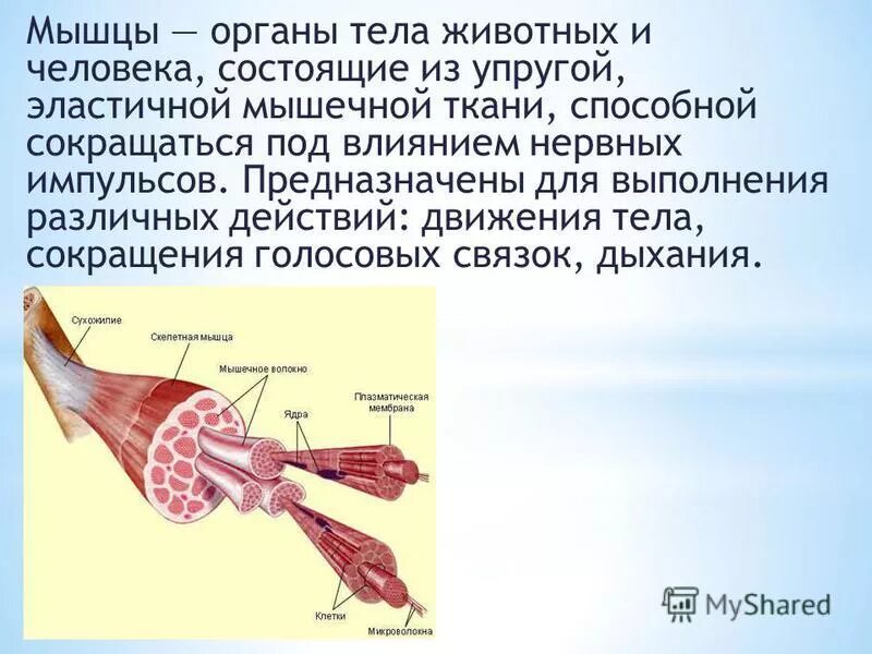 Работа скелетных мышц человека. Скелетные мышцы животных. Скелетная мышца состоит из. Скелетная мышца как орган. Из чего состоит Скелетная мышца.