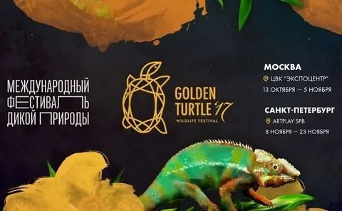 Фестиваль золотая черепаха