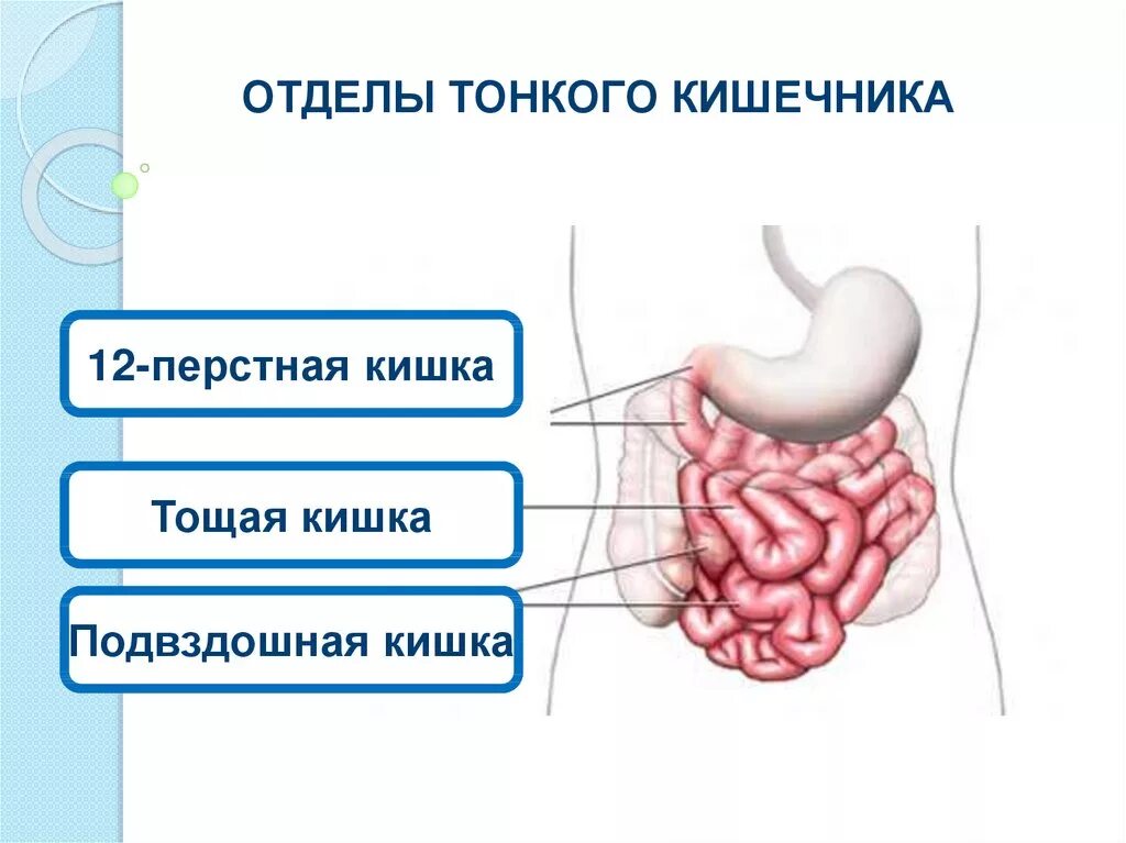 Тонкая кишка человека рисунок. Отделы тонкой кишки рисунок. Отделы тонкой кишки анатомия. Тонкий кишечник строение отделы. Отделы тонкого кишечника схема.